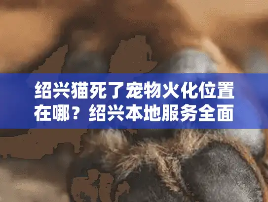 绍兴猫死了宠物火化位置在哪？绍兴本地服务全面指南