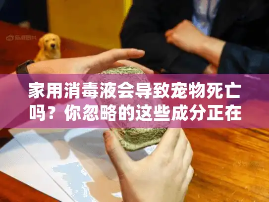 家用消毒液会导致宠物死亡吗？你忽略的这些成分正在威胁毛孩子