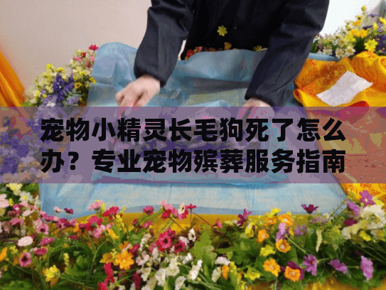 宠物小精灵长毛狗死了怎么办?专业宠物殡葬服务指南 宠物小精灵长毛狗死了怎么办?专业宠物殡葬服务指南