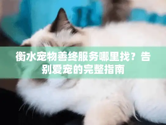 衡水宠物善终服务哪里找?告别爱宠的完整指南 衡水宠物善终服务哪里找?告别爱宠的完整指南