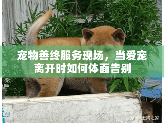 宠物善终服务现场，当爱宠离开时如何体面告别
