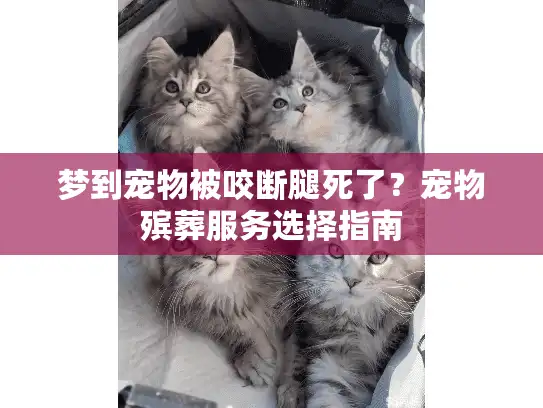 梦到宠物被咬断腿死了?宠物殡葬服务选择指南 梦到宠物被咬断腿死了?宠物殡葬服务选择指南