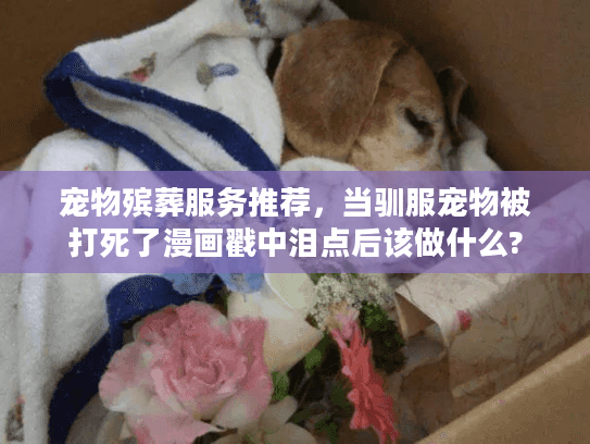 宠物殡葬服务推荐，当驯服宠物被打死了漫画戳中泪点后该做什么?