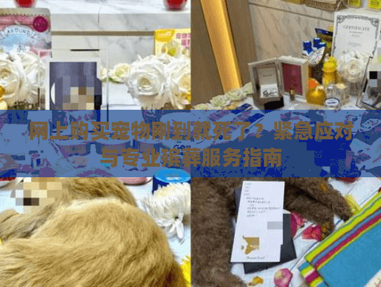 网上购买宠物刚到就死了？紧急应对与专业殡葬服务指南
