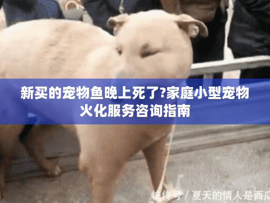 新买的宠物鱼晚上死了?家庭小型宠物火化服务咨询指南