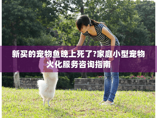 新买的宠物鱼晚上死了?家庭小型宠物火化服务咨询指南