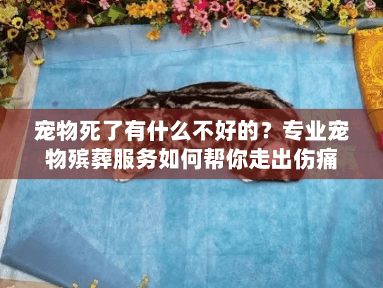 宠物死了有什么不好的?专业宠物殡葬服务如何帮你走出伤痛 宠物死了有什么不好的?专业宠物殡葬服务如何帮你走出伤痛