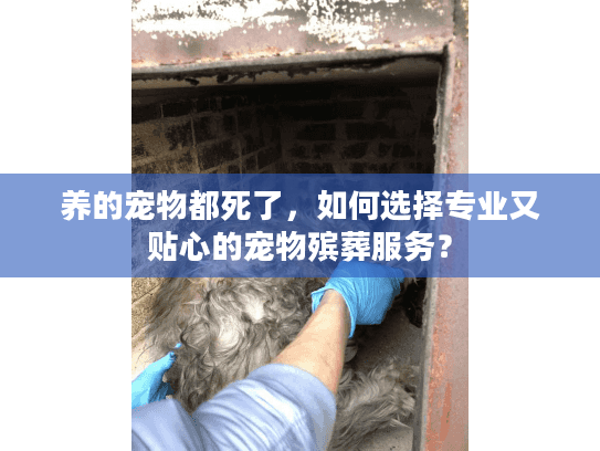 养的宠物都死了，如何选择专业又贴心的宠物殡葬服务？