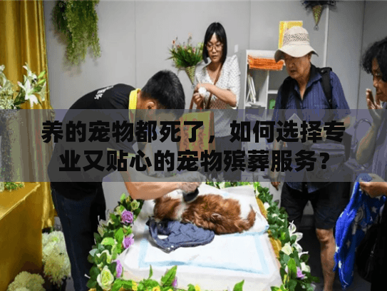 养的宠物都死了，如何选择专业又贴心的宠物殡葬服务？