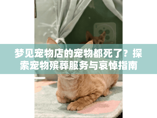 梦见宠物店的宠物都死了?探索宠物殡葬服务与哀悼指南 梦见宠物店的宠物都死了?探索宠物殡葬服务与哀悼指南