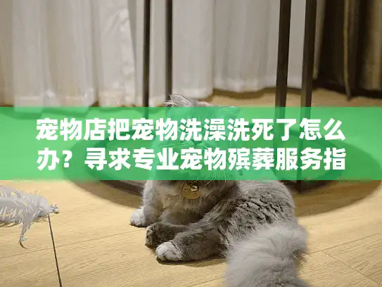 宠物店把宠物洗澡洗死了怎么办？寻求专业宠物殡葬服务指南