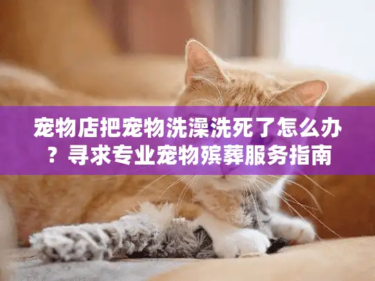 宠物店把宠物洗澡洗死了怎么办？寻求专业宠物殡葬服务指南