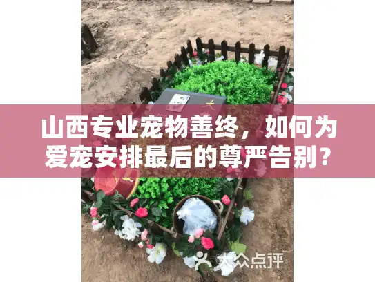 山西专业宠物善终，如何为爱宠安排最后的尊严告别？