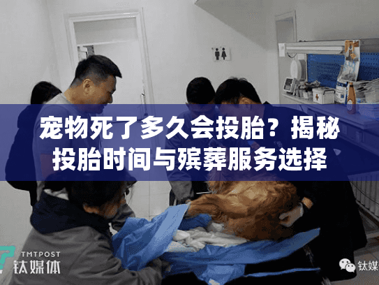 宠物死了多久会投胎？揭秘投胎时间与殡葬服务选择