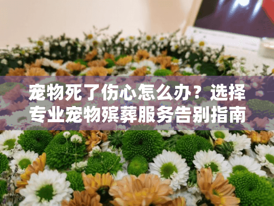 宠物死了伤心怎么办？选择专业宠物殡葬服务告别指南