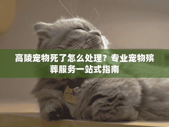 高陵宠物死了怎么处理？专业宠物殡葬服务一站式指南