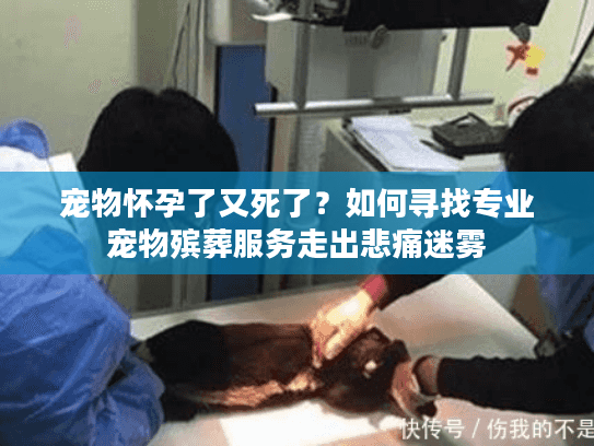 宠物怀孕了又死了？如何寻找专业宠物殡葬服务走出悲痛迷雾