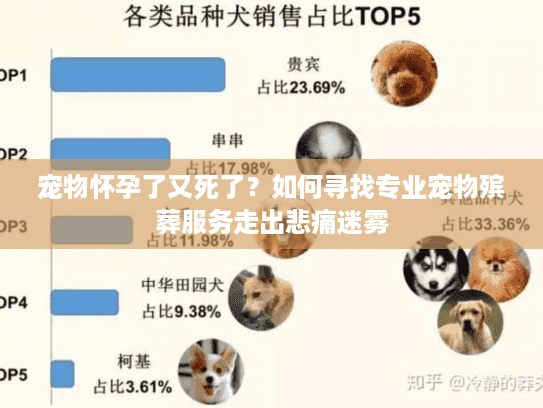 宠物怀孕了又死了？如何寻找专业宠物殡葬服务走出悲痛迷雾