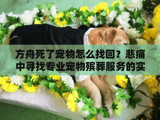 方舟死了宠物怎么找回？悲痛中寻找专业宠物殡葬服务的实用指南