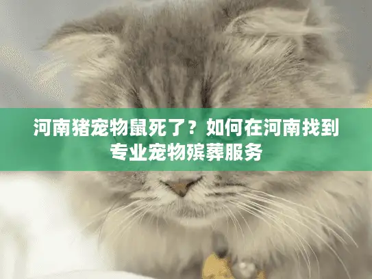 河南猪宠物鼠死了？如何在河南找到专业宠物殡葬服务
