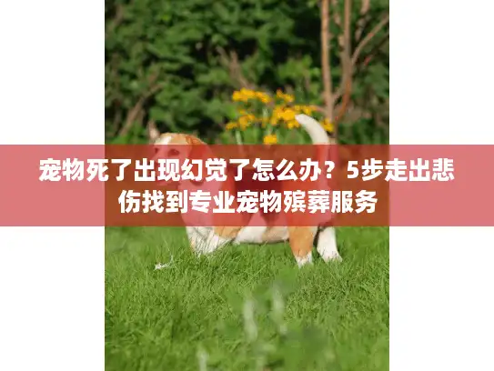 宠物死了出现幻觉了怎么办？5步走出悲伤找到专业宠物殡葬服务
