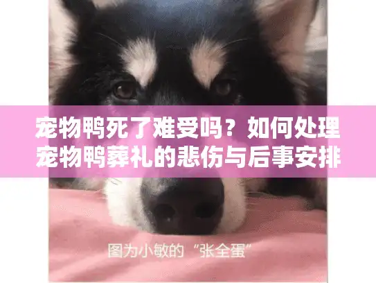宠物鸭死了难受吗？如何处理宠物鸭葬礼的悲伤与后事安排