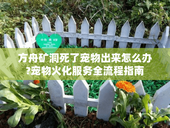 方舟矿洞死了宠物出来怎么办?宠物火化服务全流程指南