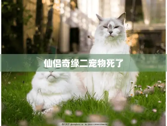 仙侣奇缘二宠物死了 仙侣奇缘二宠物死了