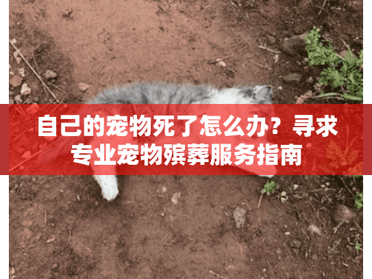 自己的宠物死了怎么办？寻求专业宠物殡葬服务指南