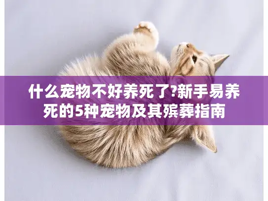 什么宠物不好养死了?新手易养死的5种宠物及其殡葬指南
