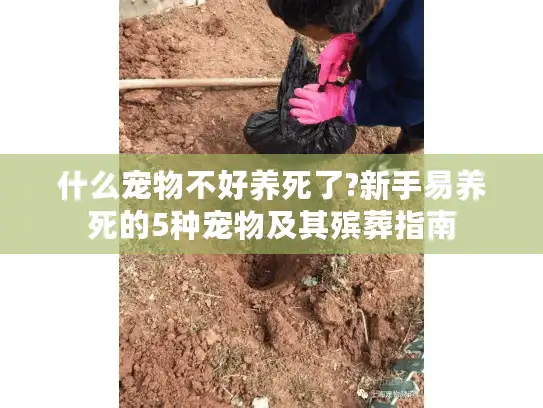 什么宠物不好养死了?新手易养死的5种宠物及其殡葬指南