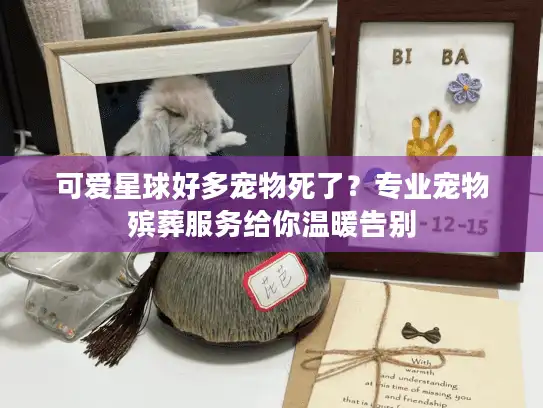 可爱星球好多宠物死了？专业宠物殡葬服务给你温暖告别