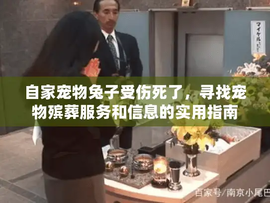 自家宠物兔子受伤死了，寻找宠物殡葬服务和信息的实用指南