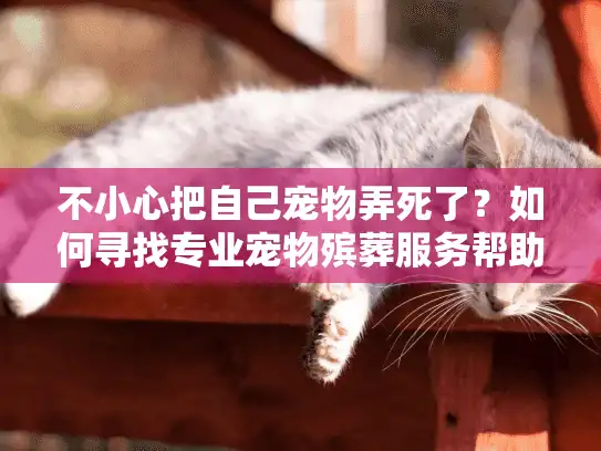 不小心把自己宠物弄死了？如何寻找专业宠物殡葬服务帮助处理善后