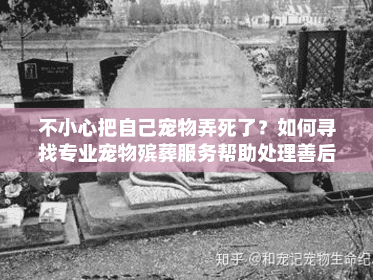 不小心把自己宠物弄死了？如何寻找专业宠物殡葬服务帮助处理善后