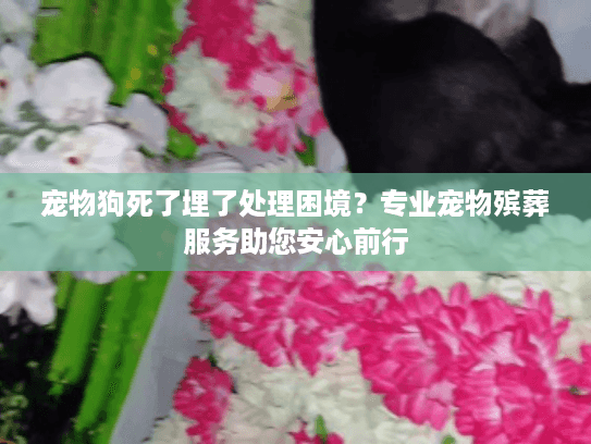 宠物狗死了埋了处理困境？专业宠物殡葬服务助您安心前行