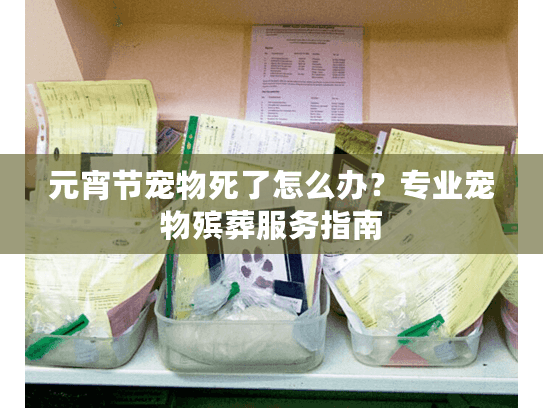 元宵节宠物死了怎么办？专业宠物殡葬服务指南