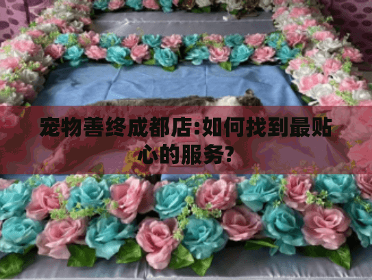 宠物善终成都店:如何找到最贴心的服务?