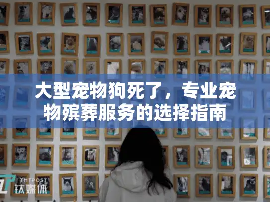 大型宠物狗死了，专业宠物殡葬服务的选择指南