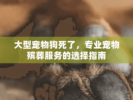 大型宠物狗死了，专业宠物殡葬服务的选择指南
