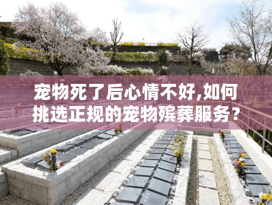 宠物死了后心情不好,如何挑选正规的宠物殡葬服务？