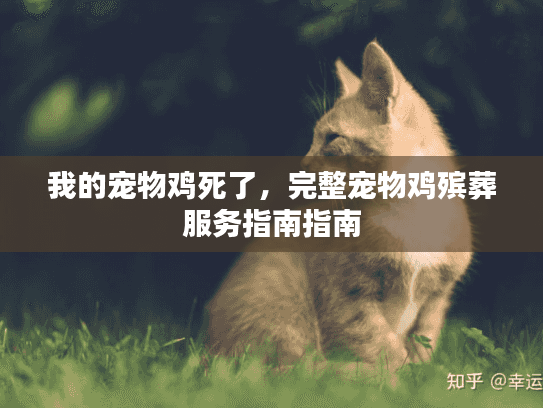 我的宠物鸡死了,完整宠物鸡殡葬服务指南指南 我的宠物鸡死了,完整宠物鸡殡葬服务指南指南