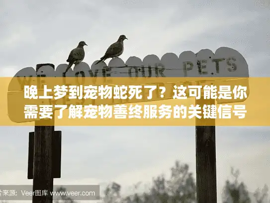晚上梦到宠物蛇死了？这可能是你需要了解宠物善终服务的关键信号！