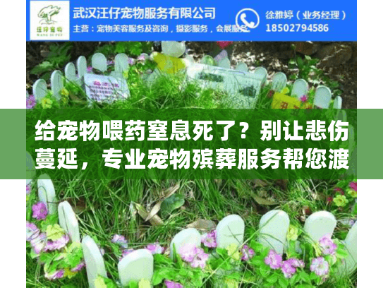 给宠物喂药窒息死了？别让悲伤蔓延，专业宠物殡葬服务帮您渡过难关！