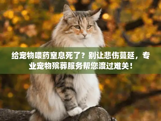 给宠物喂药窒息死了？别让悲伤蔓延，专业宠物殡葬服务帮您渡过难关！