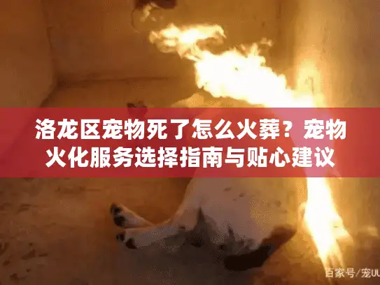洛龙区宠物死了怎么火葬？宠物火化服务选择指南与贴心建议