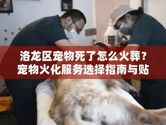 洛龙区宠物死了怎么火葬？宠物火化服务选择指南与贴心建议