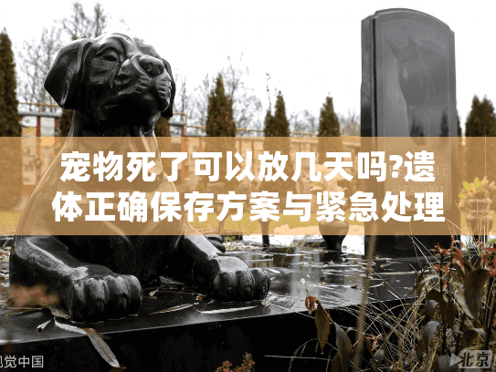 宠物死了可以放几天吗?遗体正确保存方案与紧急处理指南 宠物死了可以放几天吗?遗体正确保存方案与紧急处理指南