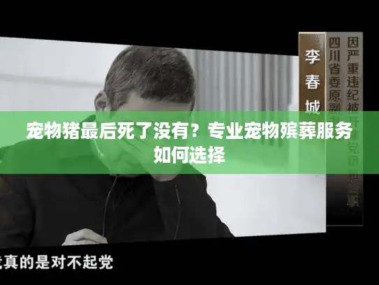 宠物猪最后死了没有？专业宠物殡葬服务如何选择
