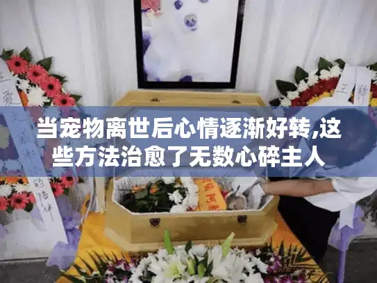 当宠物离世后心情逐渐好转,这些方法治愈了无数心碎主人